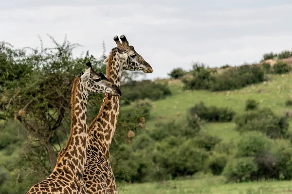 Zsiráf Vadonban Kelet Afrika — Stock Fotó