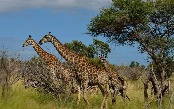 Jirafa Naturaleza África Oriental — Foto de Stock