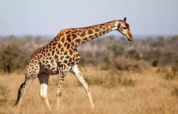 Paisagem Parque Nacional Ruaha — Fotografia de Stock