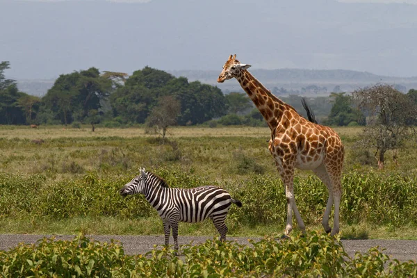 Giraffe Freier Wildbahn Ostafrika — Stockfoto