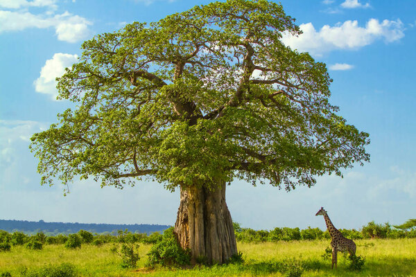 Giraffe in the wild, East Africa