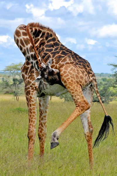 Táj Ruaha Nemzeti Park — Stock Fotó