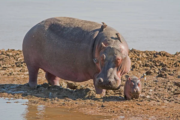 Hippopotamus Amphibius Дика Тварина Природному Середовищі Африканська Дика Природа Африка — стокове фото