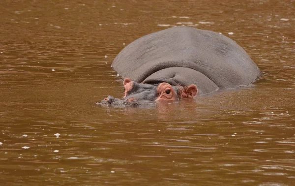 Hippopotamus Amfibi Doğal Ortamında Vahşi Bir Hayvan Afrika Yaban Hayatı — Stok fotoğraf