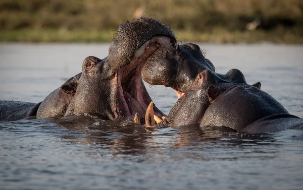 Hippopotame Amphibie Animaux Sauvages Dans Habitat Naturel Faune Africaine Est — Photo