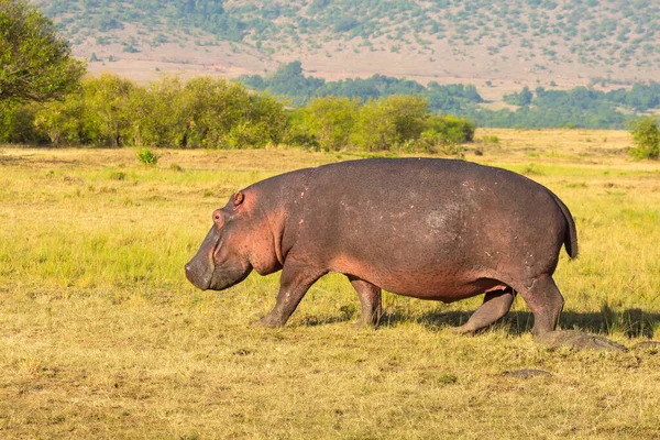 Hroch Obojživelný Divoká Zvěř Přírodním Prostředí Africká Divoká Zvěř Tohle — Stock fotografie