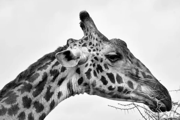 Giraff Det Vilda Östafrika — Stockfoto