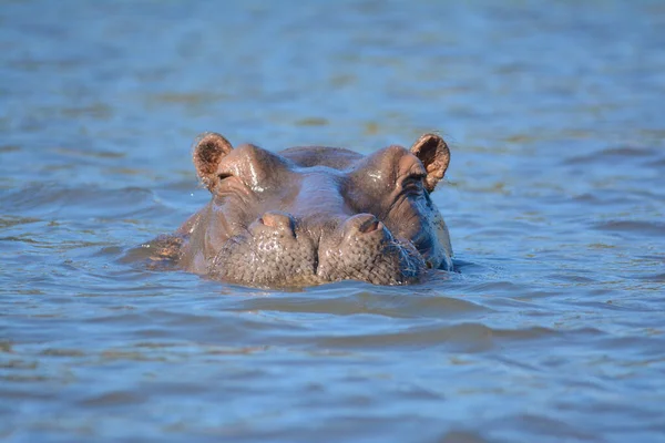 Hipopótamo Anfíbio Animal Selvagem Habitat Natural Vida Selvagem Africana Isto — Fotografia de Stock