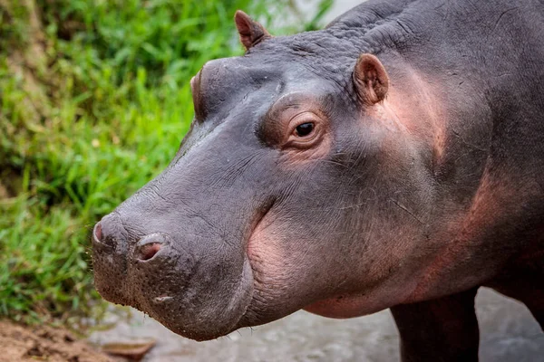 Hipopotamowy Płaz Dzikie Zwierzę Środowisku Naturalnym Afrykańska Przyroda Jest Afryka — Zdjęcie stockowe