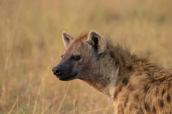 Paisaje Del Parque Nacional Ruaha — Foto de Stock