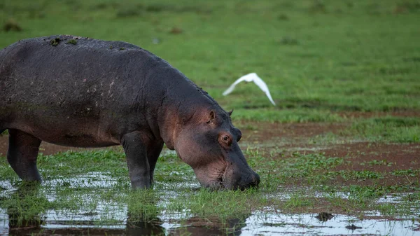 Hippopotame Amphibie Animaux Sauvages Dans Habitat Naturel Faune Africaine Est — Photo