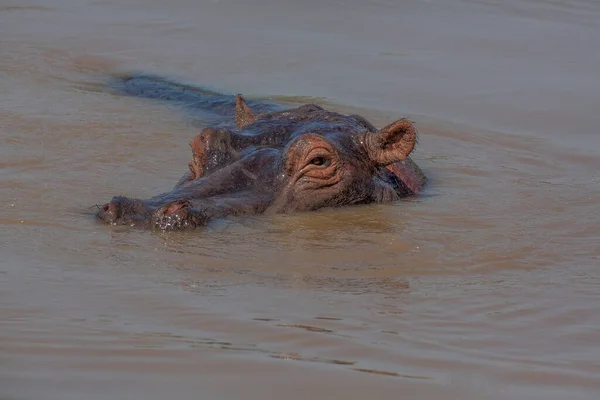 Nilpferd Amphibie Wildtiere Natürlichen Lebensraum Afrikanische Tierwelt Das Ist Afrika — Stockfoto