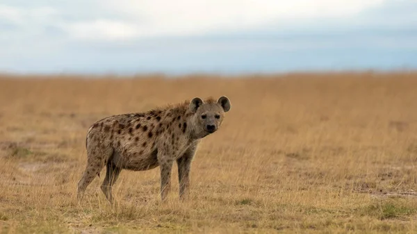 Afrikansk Svartfläckig Hyena — Stockfoto