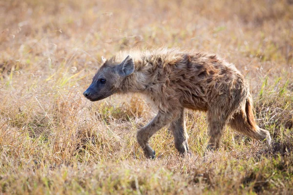 Una Hiena Caminando Parque Nacional Tanzanias Ngorogoro África — Foto de Stock