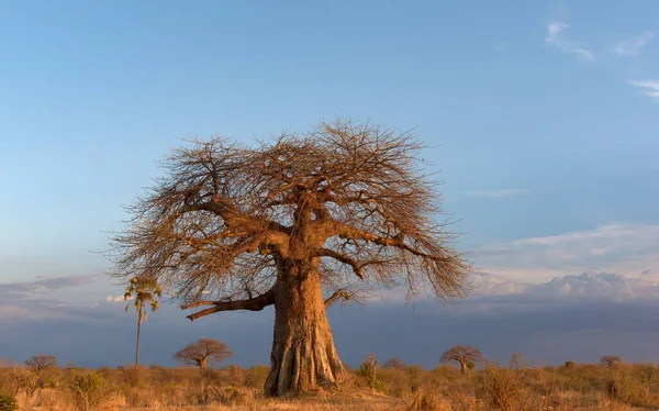 Landschap Van Ruaha Nationaal Park — Stockfoto