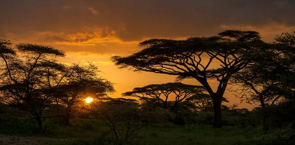 Táj Ruaha Nemzeti Park — Stock Fotó