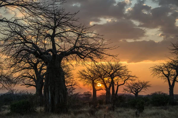 Landschap Van Ruaha Nationaal Park — Stockfoto