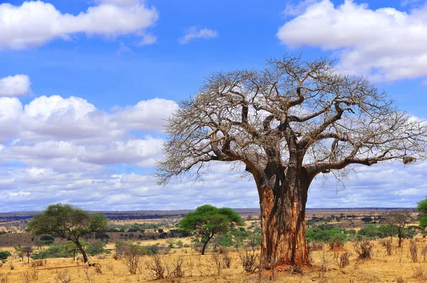 Paisagem Parque Nacional Ruaha — Fotografia de Stock