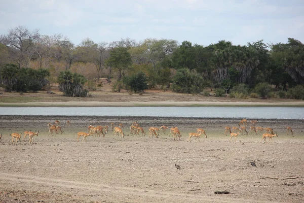 Εθνικό Πάρκο Serengeti Στην Τανζανία — Φωτογραφία Αρχείου