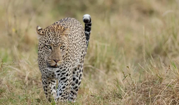 Nationaal Park Serengeti Tanzania — Stockfoto