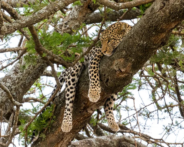 Leopardo Nella Savana Africana — Foto Stock
