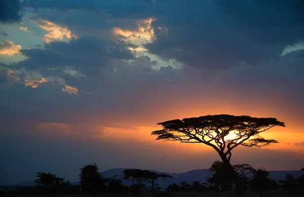 Nationaal Park Serengeti Tanzania — Stockfoto