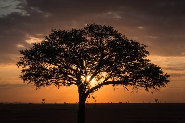Parc National Serengeti Tanzanie — Photo