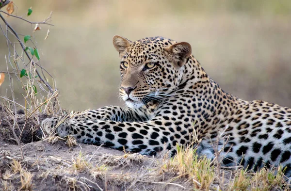 Leopard Den Afrikanska Savannen — Stockfoto