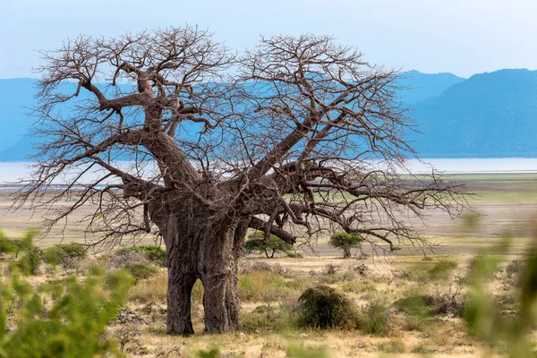 Tanzanya Daki Serengeti Milli Parkı — Stok fotoğraf