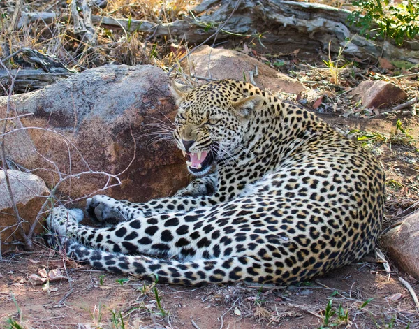 Leopardo Savana Africana — Fotografia de Stock