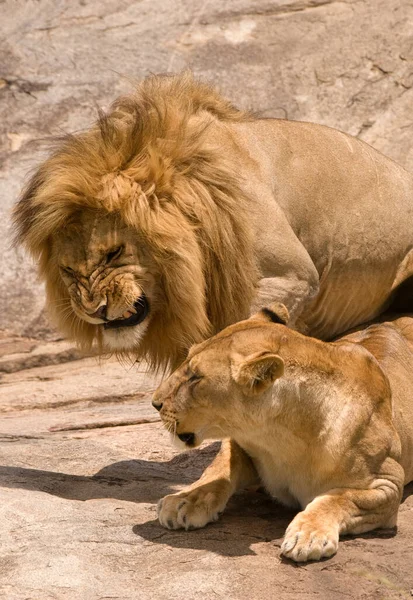 Serengeti Nationalpark Tansania — Stockfoto