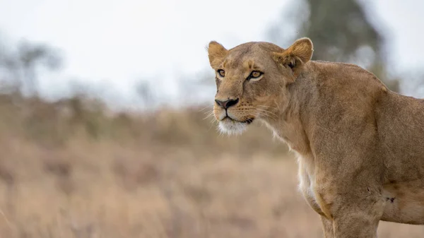 Park Narodowy Serengeti Tanzanii — Zdjęcie stockowe