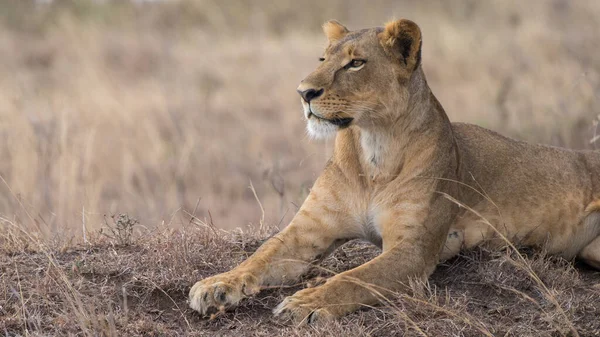 Park Narodowy Serengeti Tanzanii — Zdjęcie stockowe