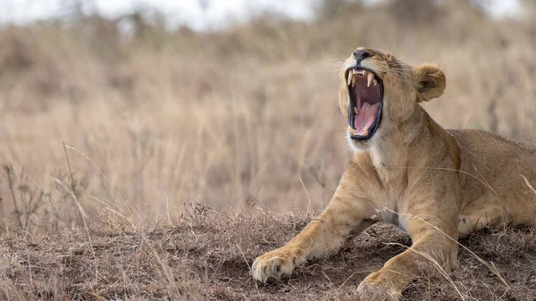 Nationaal Park Serengeti Tanzania — Stockfoto