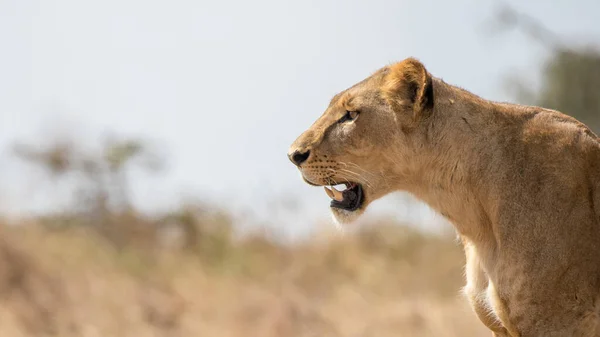 Serengeti Nemzeti Park Tanzániában — Stock Fotó