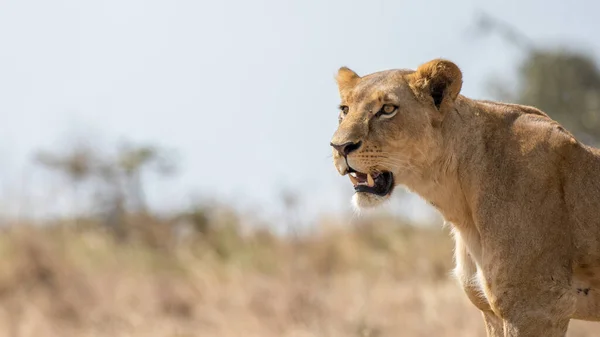 Serengeti Nationalpark Tansania — Stockfoto