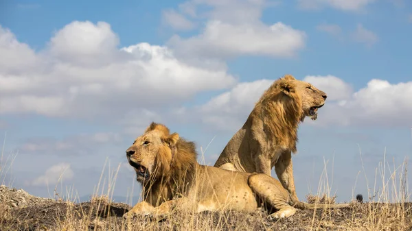 Nationaal Park Serengeti Tanzania — Stockfoto