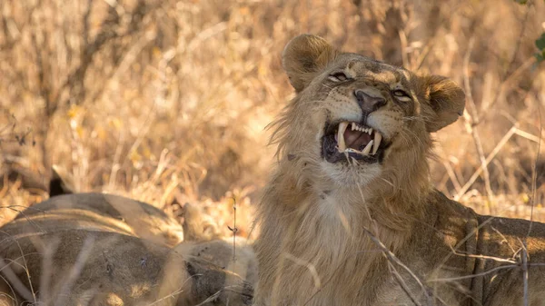 Tanzanya Daki Serengeti Milli Parkı — Stok fotoğraf