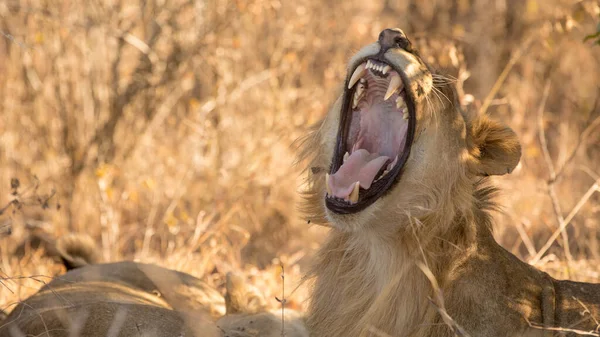 Nationaal Park Serengeti Tanzania — Stockfoto