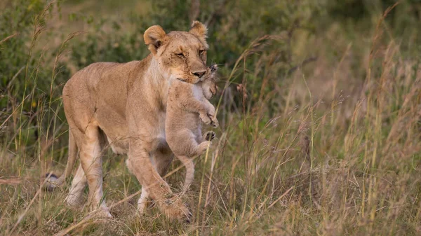 Parque Nacional Serengeti Tanzânia — Fotografia de Stock