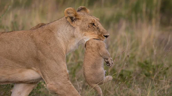 Parque Nacional Serengeti Tanzânia — Fotografia de Stock