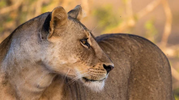 坦桑尼亚塞伦盖蒂国家公园 — 图库照片