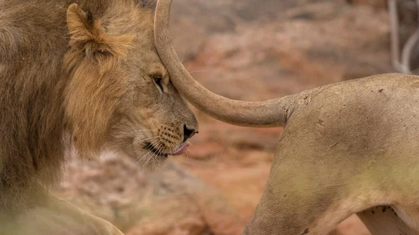 Parque Nacional Serengeti Tanzânia — Fotografia de Stock