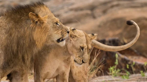 Parque Nacional Serengeti Tanzânia — Fotografia de Stock