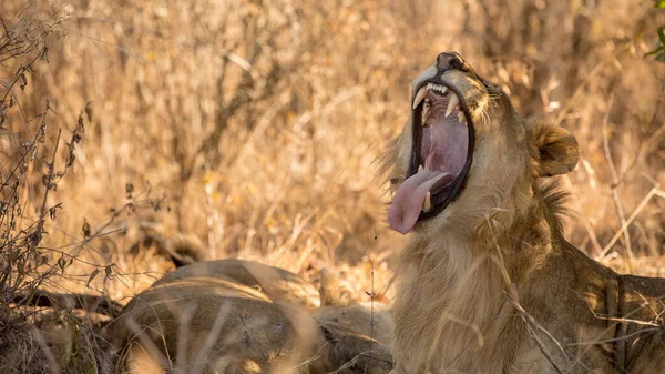 Nationaal Park Serengeti Tanzania — Stockfoto