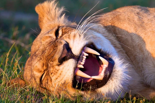 Parque Nacional Serengeti Tanzânia — Fotografia de Stock