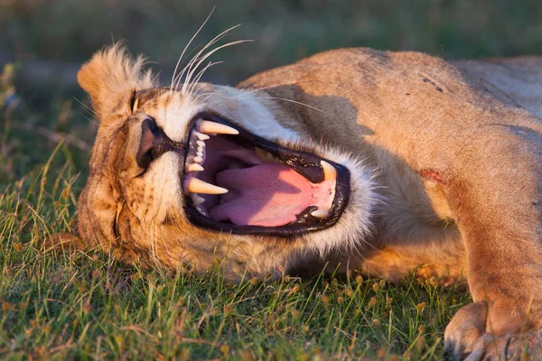 Parque Nacional Serengeti Tanzânia — Fotografia de Stock