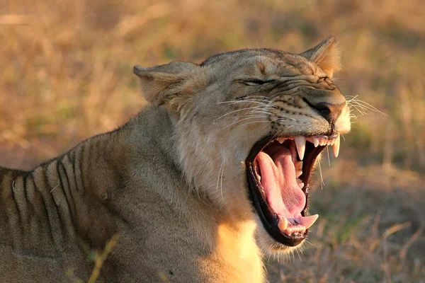 Parc National Serengeti Tanzanie — Photo