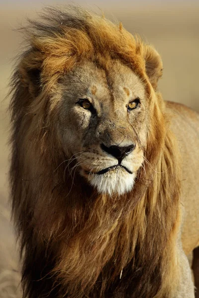 Serengeti National Park Tanzania — Stock Photo, Image