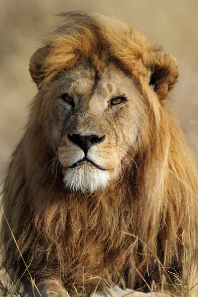 Park Narodowy Serengeti Tanzanii — Zdjęcie stockowe